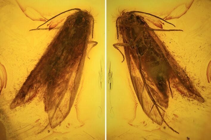 Fossil Caddisfly (Trichopterae) In Baltic Amber #73370
